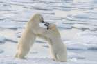Norway, Svalbard. Sibling polar bear subadults play fighting on pack ice. Art Print